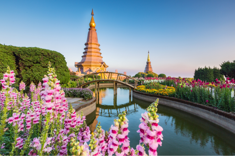 chiangmaicat (1)