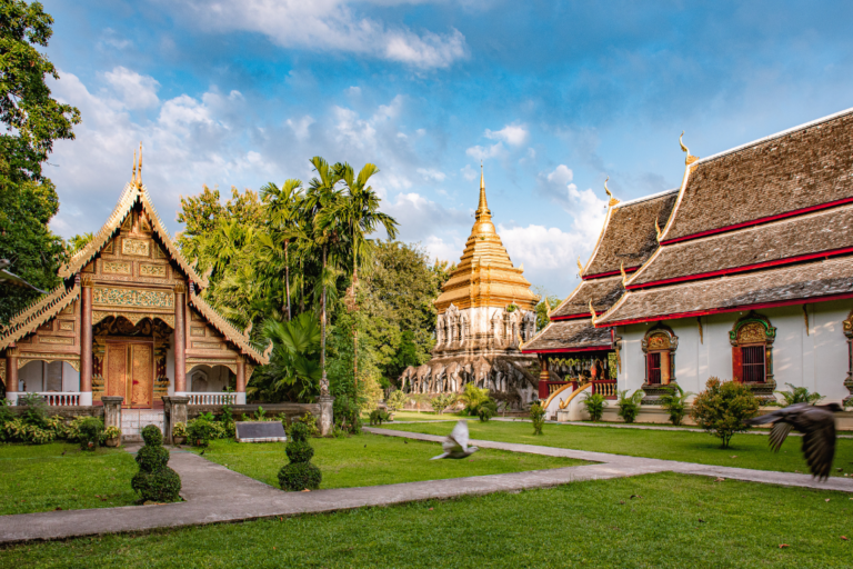 chiangmaicat (3)