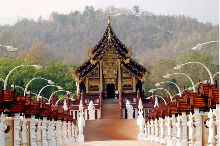 chiangmaicat (8)