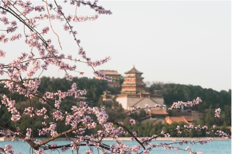 chinacat (12)